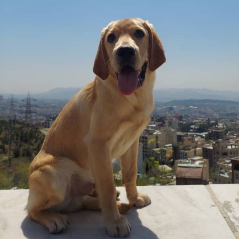 مولد نژاد لابرادور رتریور .